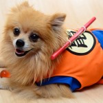 Cosplay Dragon Ball (Chien)