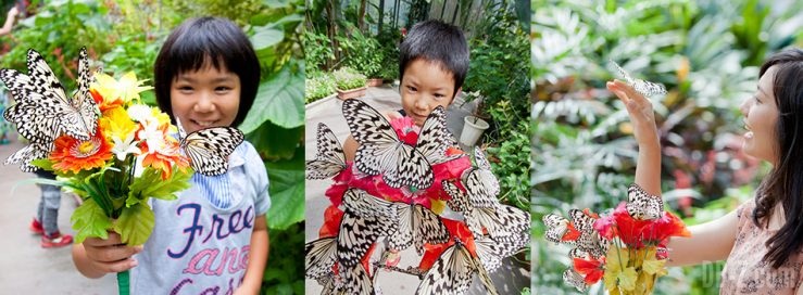 Papillons du Jardin Ryugujo à Okinawa