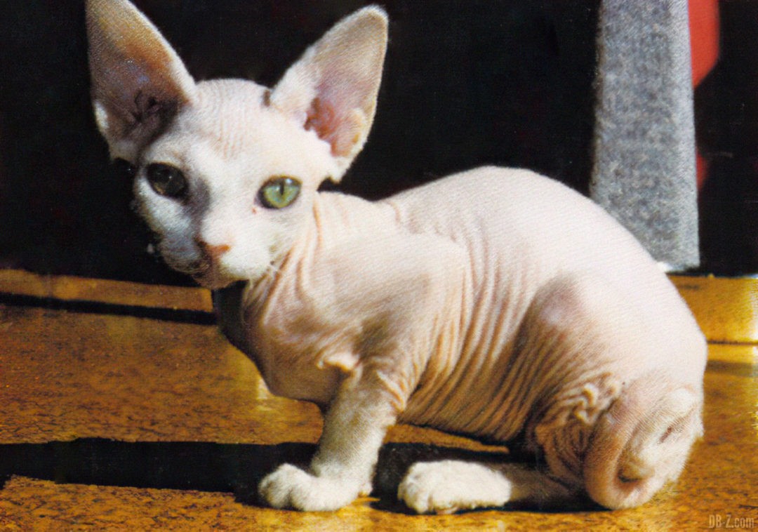 Chat-de-Akira-Toriyama-Beerus