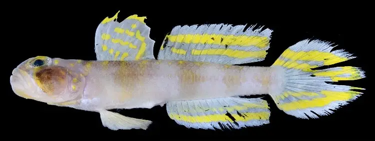 Poisson Super Saiyan