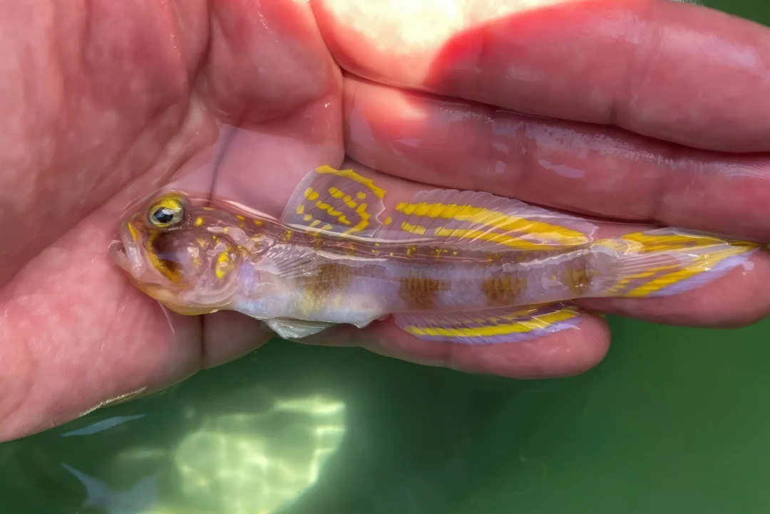 Poisson Vanderhorstia supersaiyan