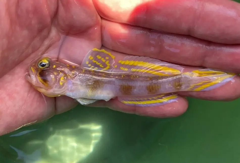 Vanderhorstia supersaiyan